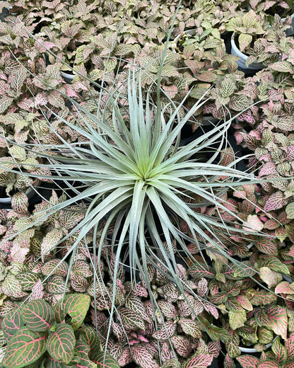 Air Plant - Tillandsia (Cotton Candy Big)