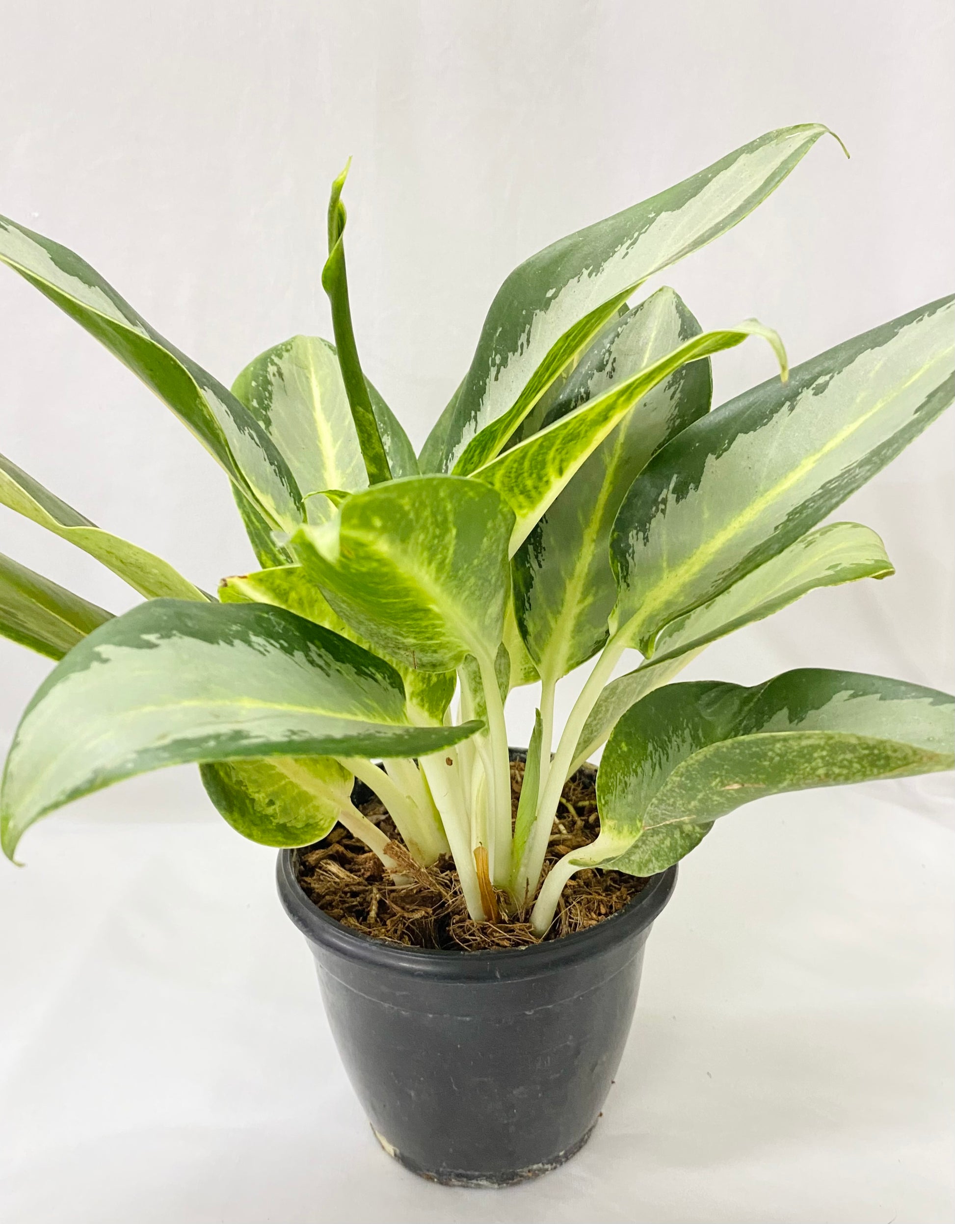 aglaonema 'osaka' Aglaonema (Commutatum) Osaka – Dream Green