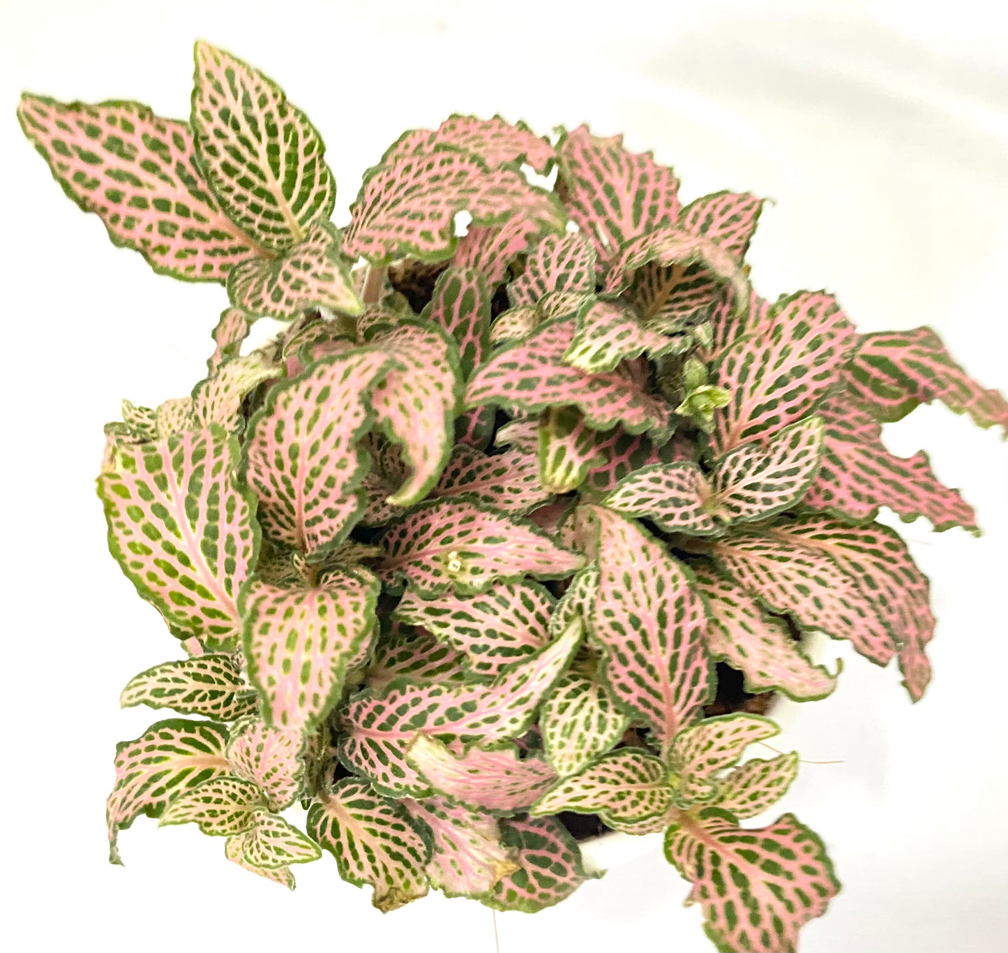 Fittonia Pink