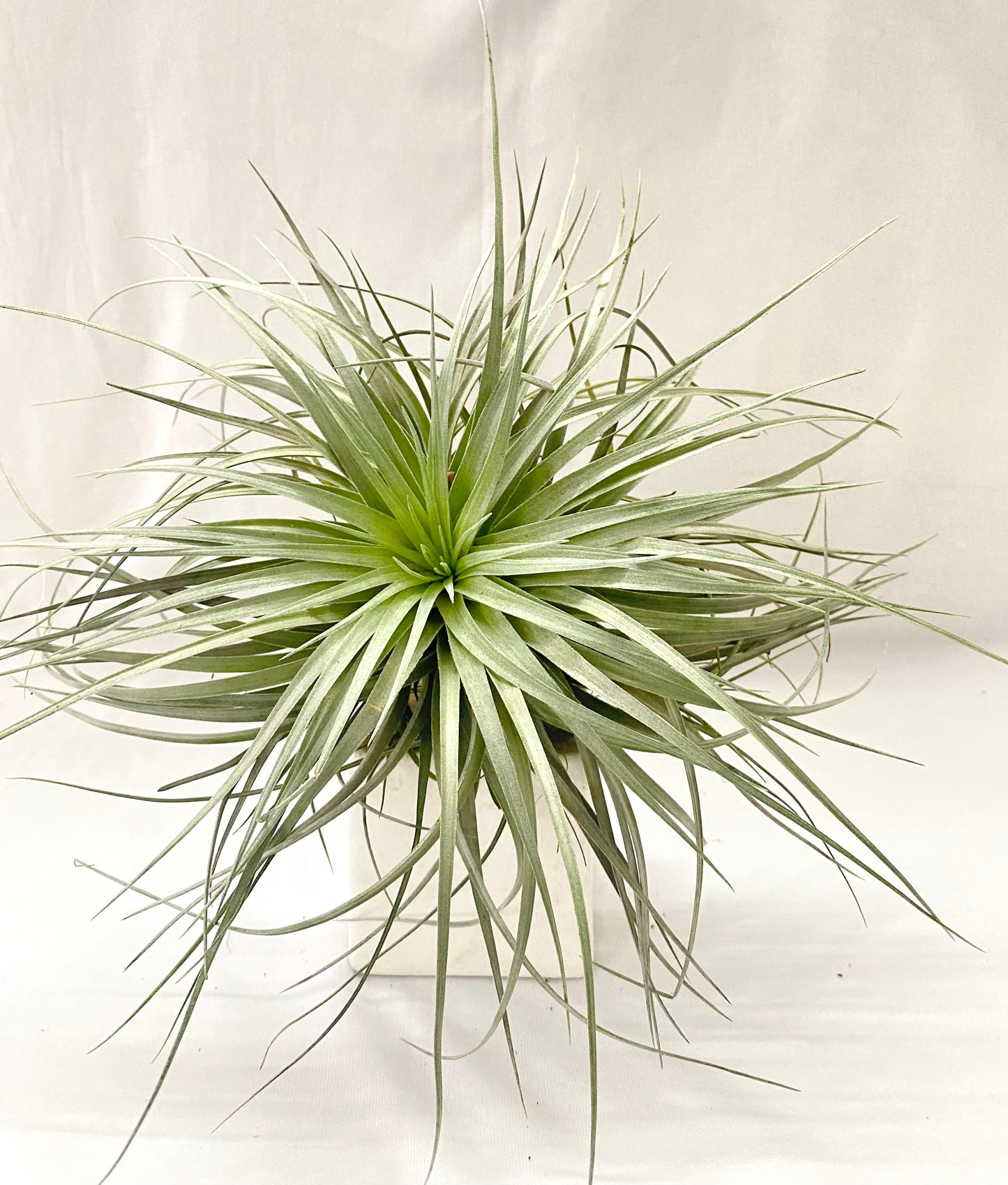 Air Plant - Tillandsia (Cotton Candy Big)