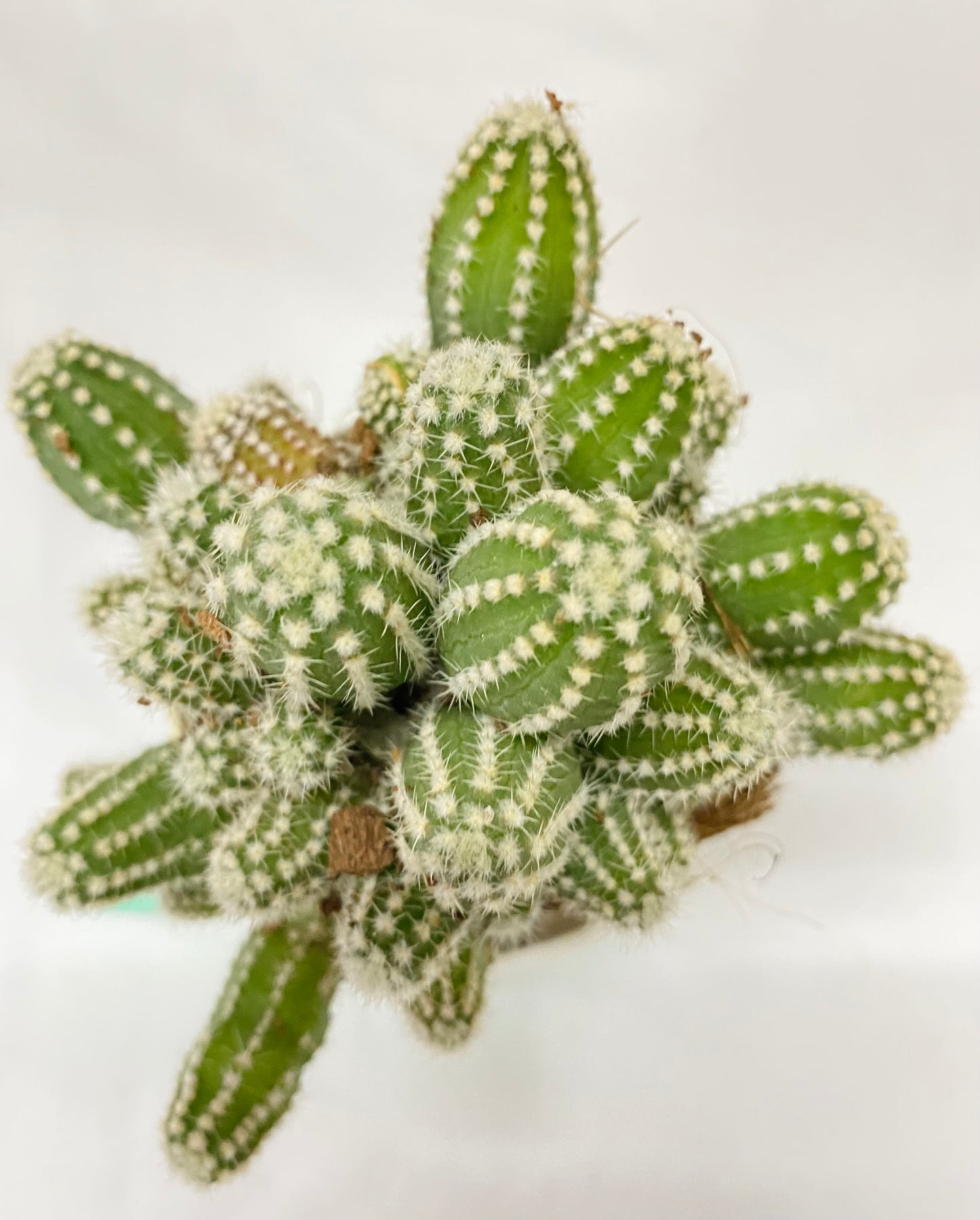 Cacti Echipnosis