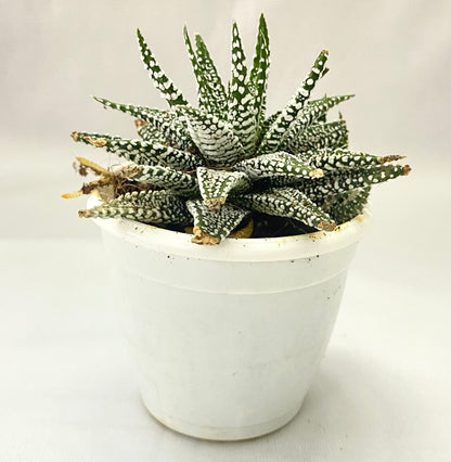 Haworthia Attenuata Snowy