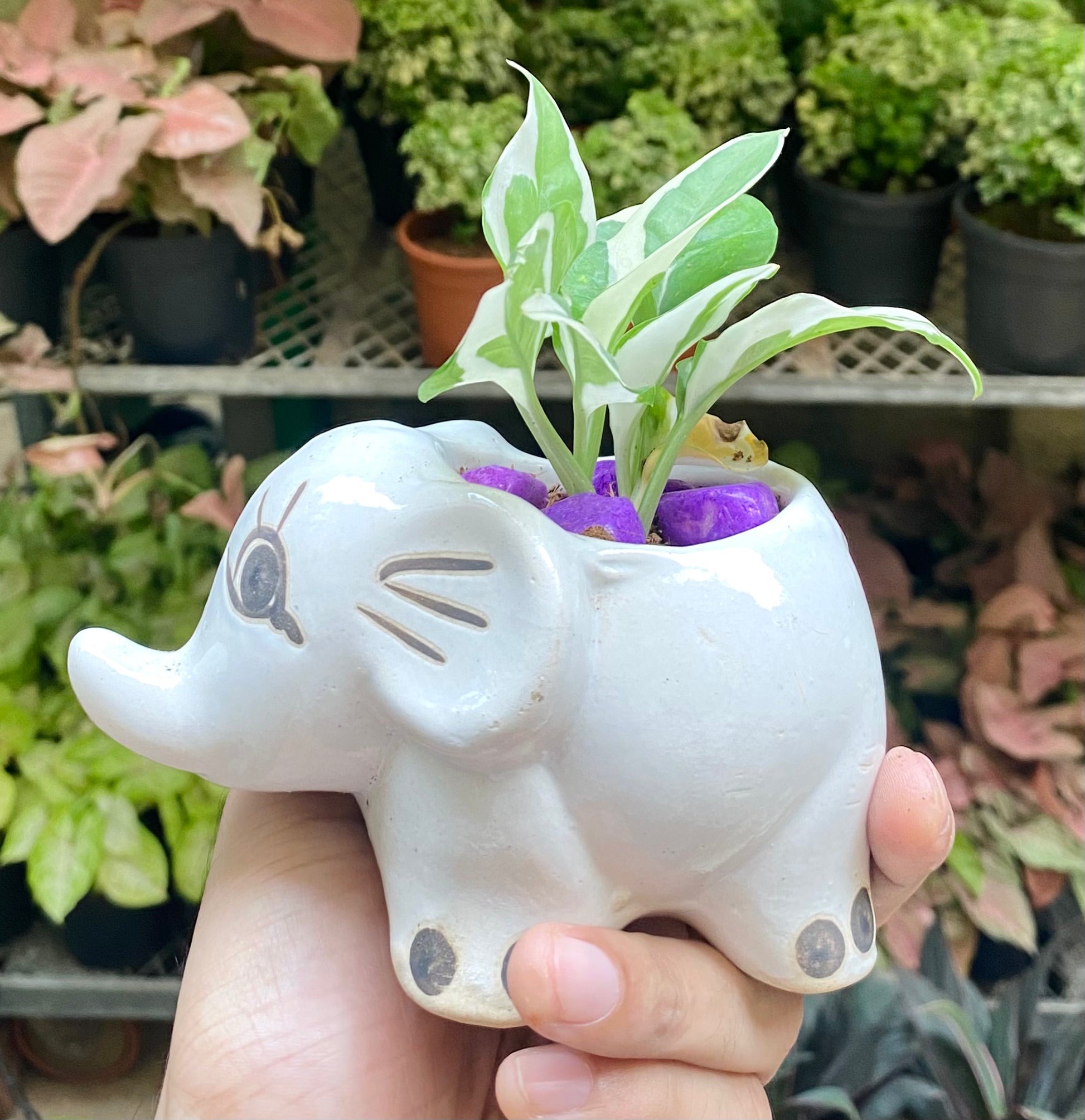 seeing money plant in dream in hindi Money Plant in Elephant Planter – Dream Green