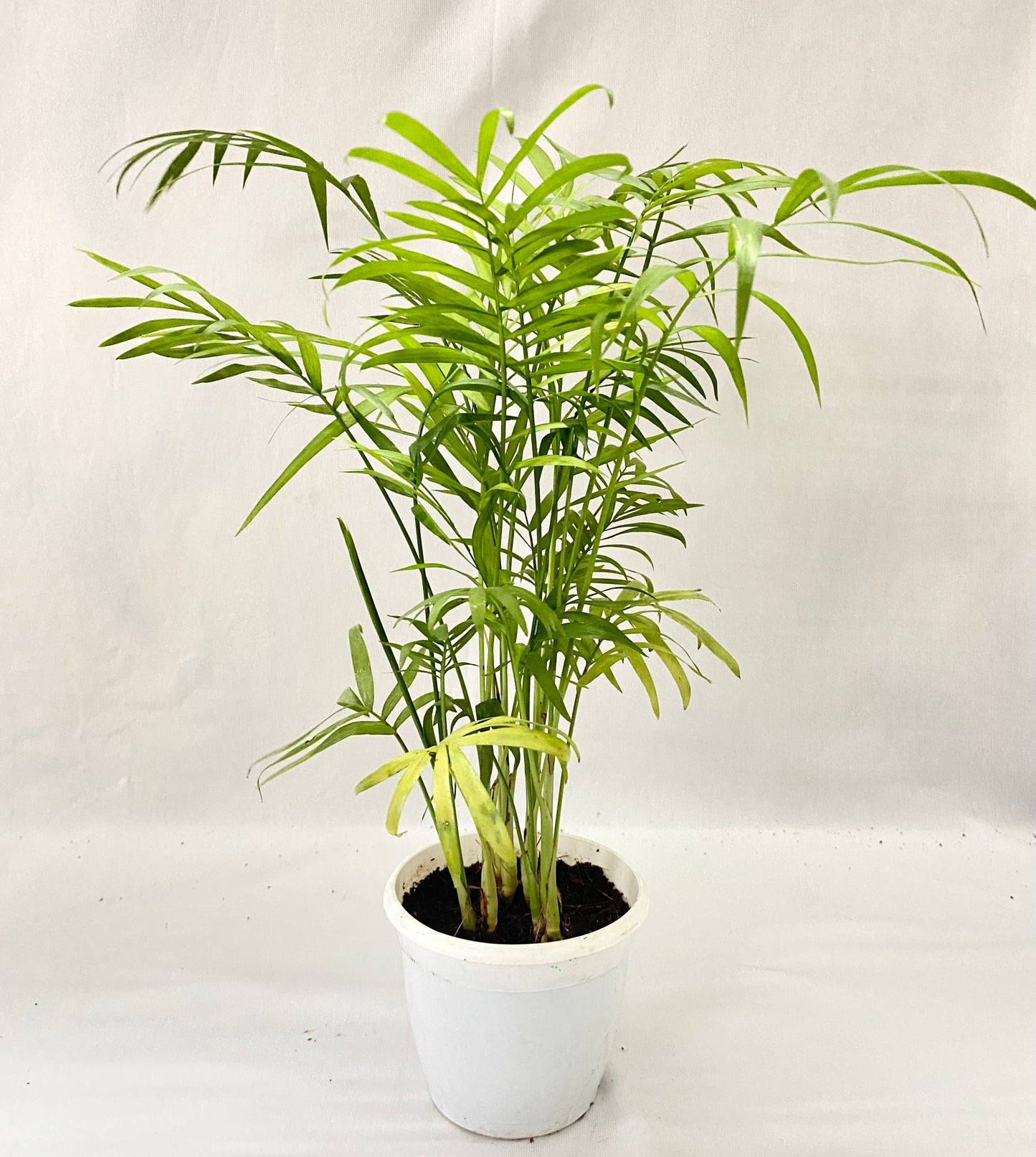 Bamboo Palm - Compacta Dwarf