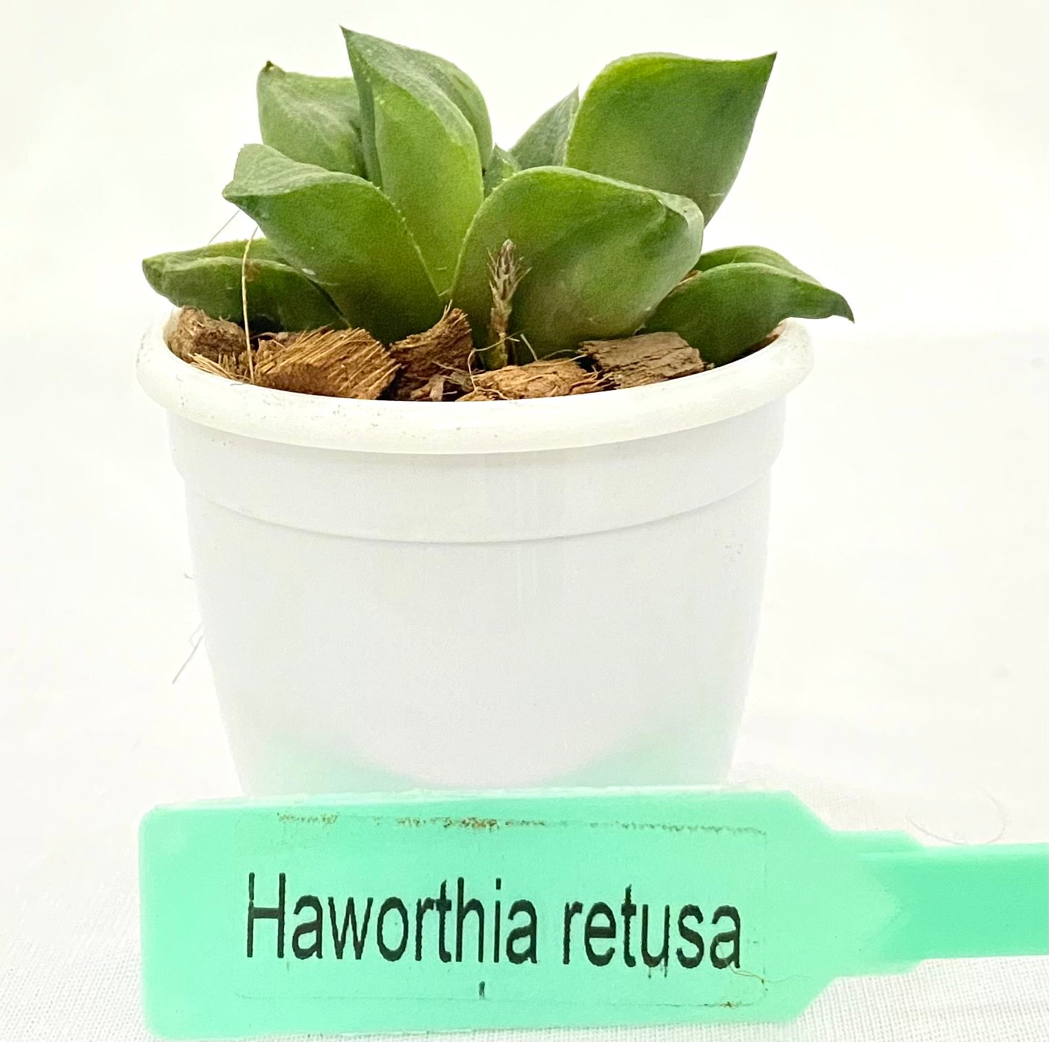 Haworthia Retusa