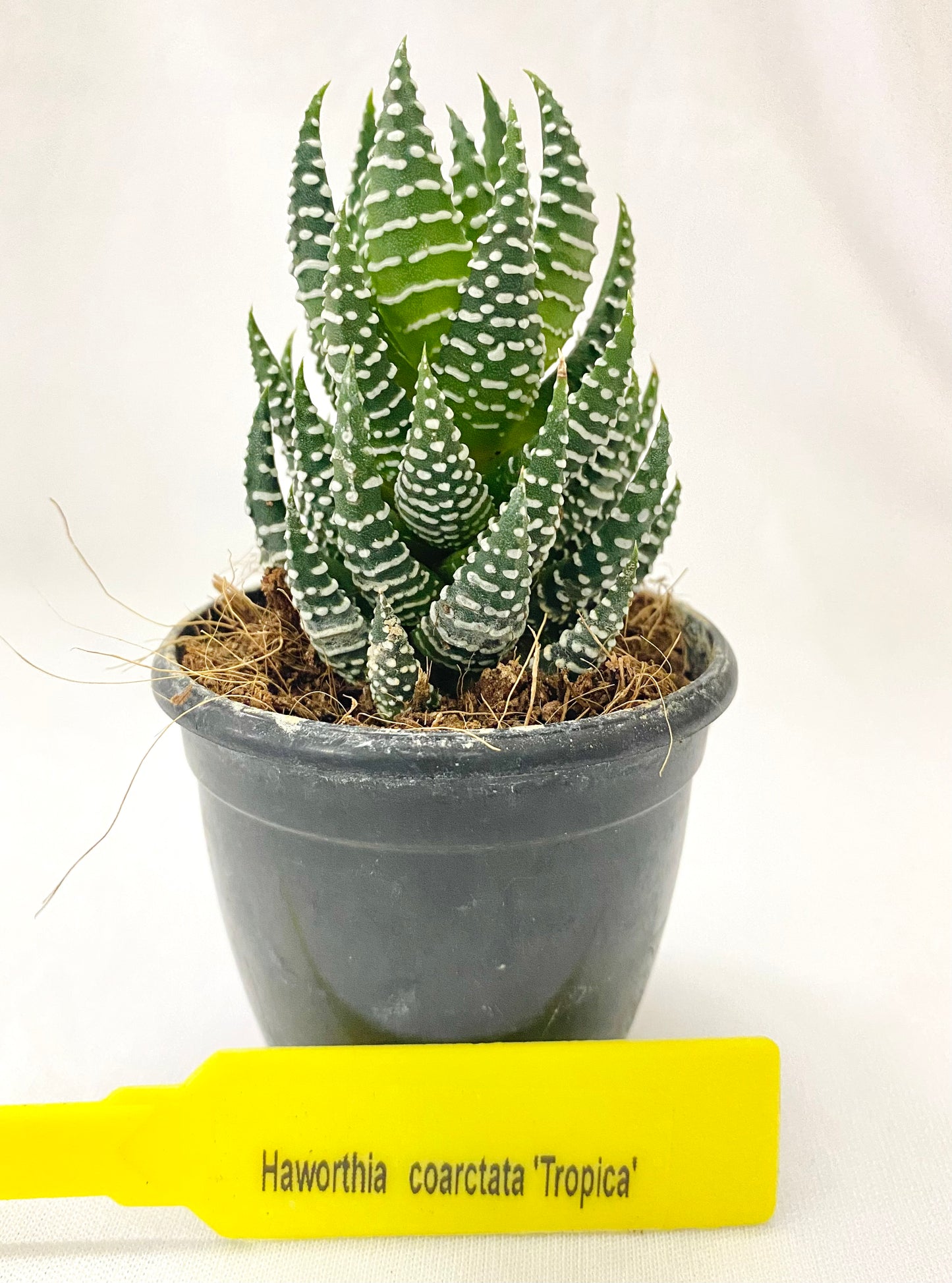 Haworthia coarctata 'Tropica'