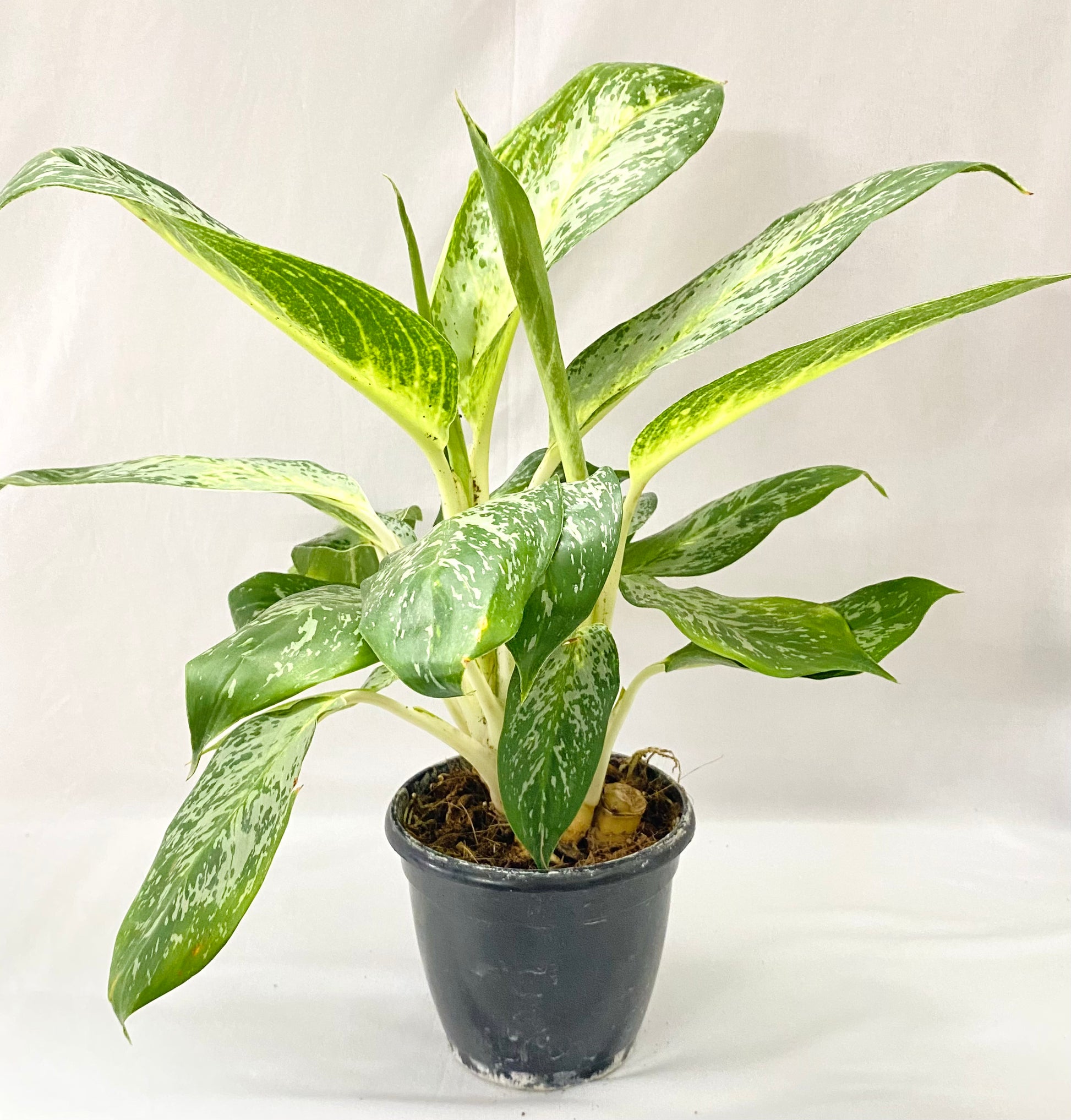 aglaonema commutatum variegated pearls Aglaonema (Commutatum) Pearl – Dream Green