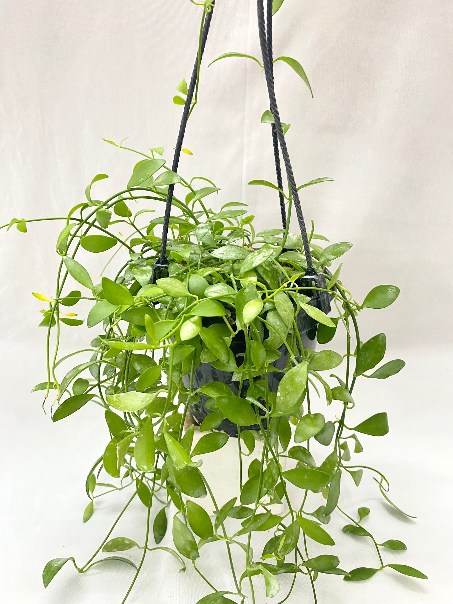 Hanging - Dischida Green
