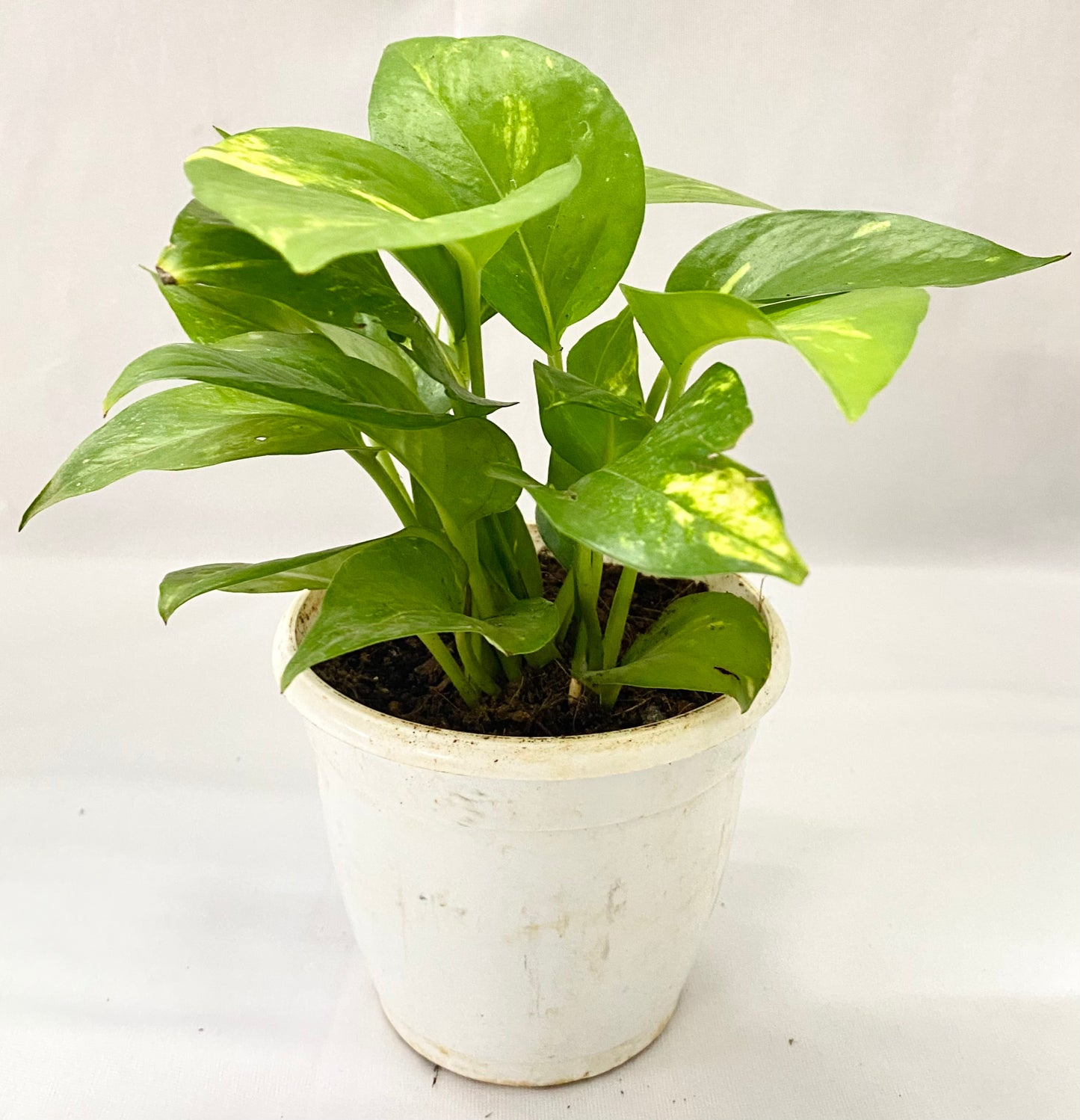 Green Money Plant Variagated (Single Plant)