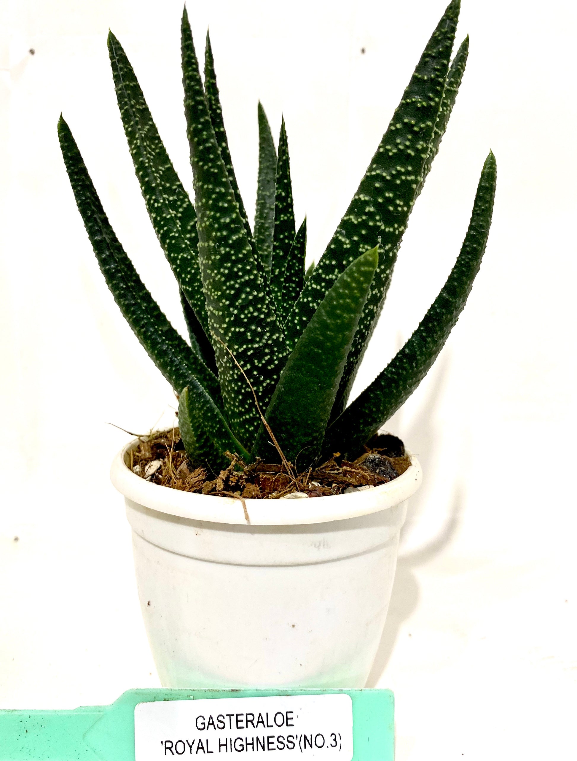 royal highness succulent Aloe Gasteraloe Royal Highness | Succulent
