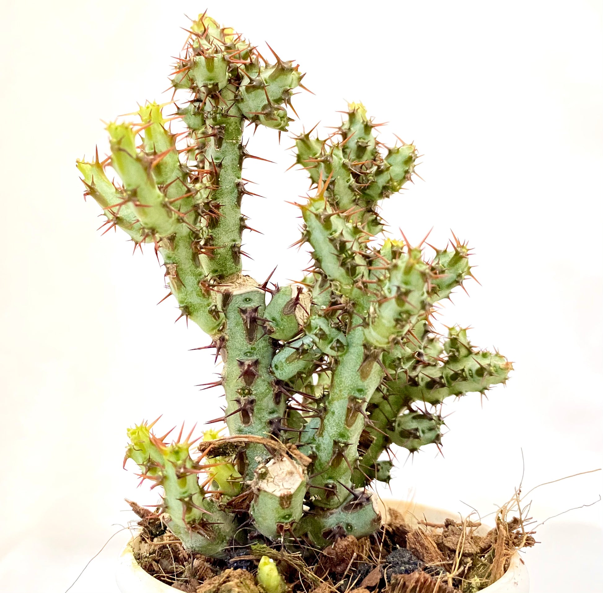 Euphorbia Aergunisia