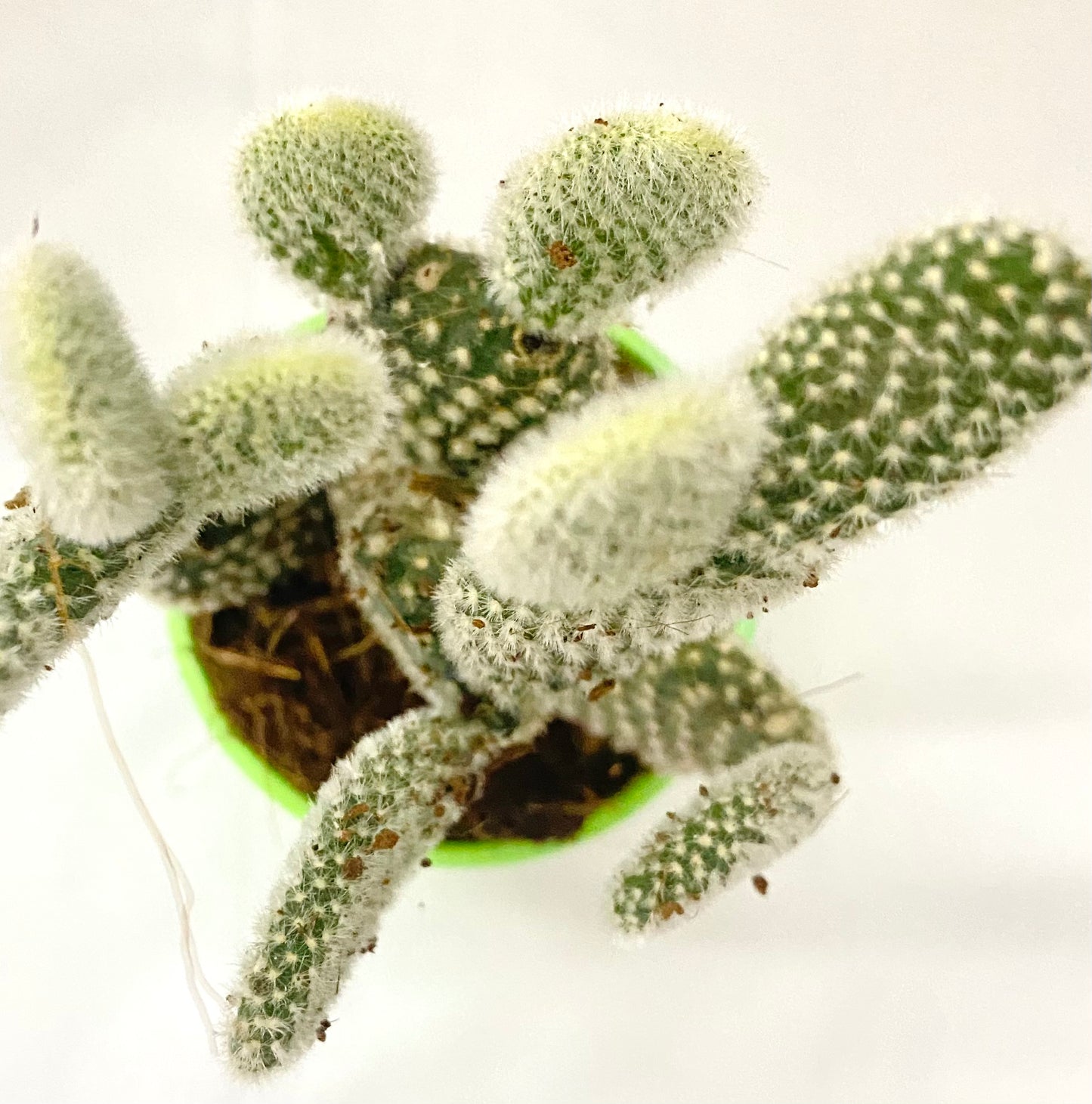 Cacti Opuntia Hybrid Micky Mouse