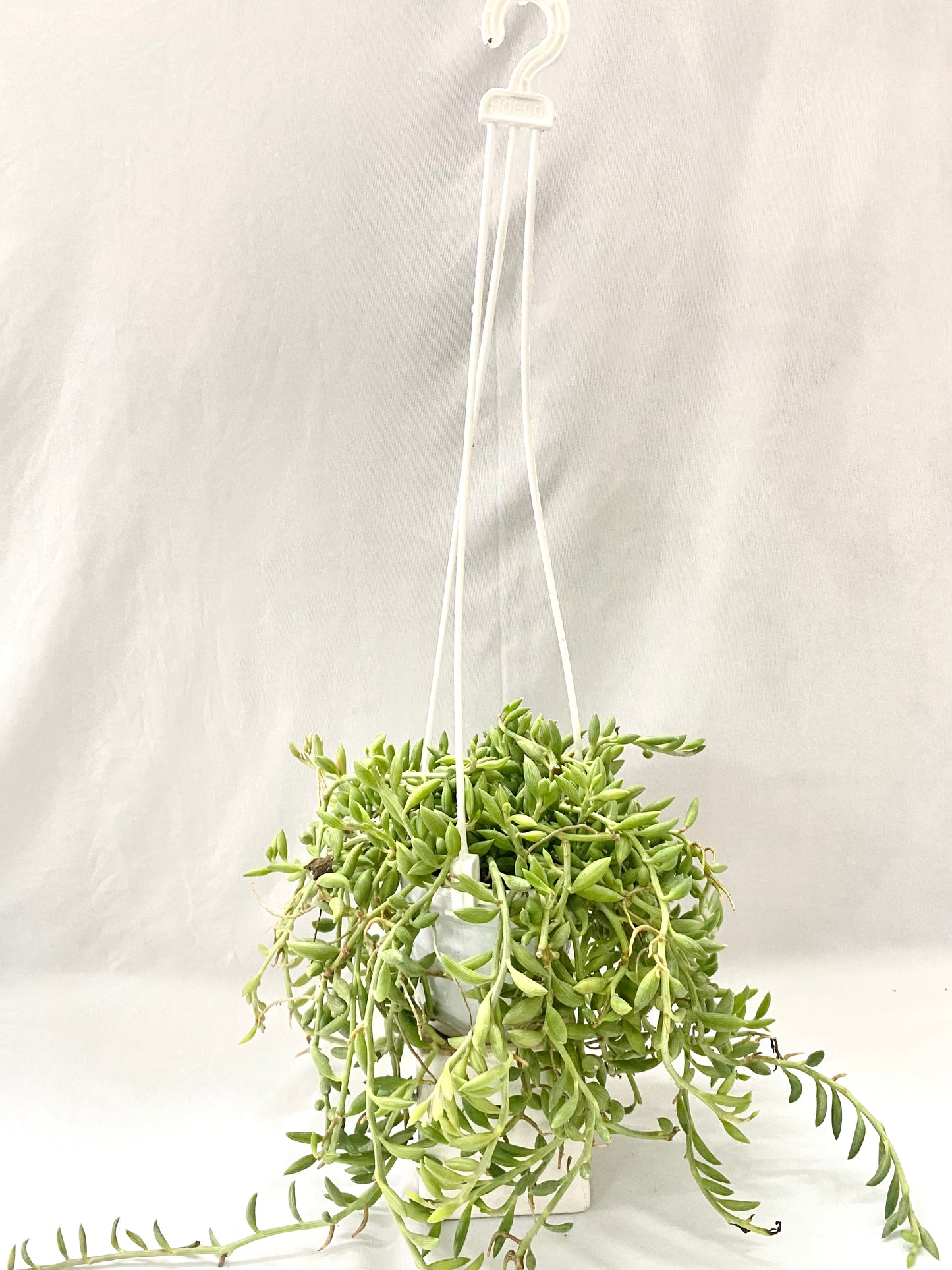 Hanging - Senecio String of Bananas