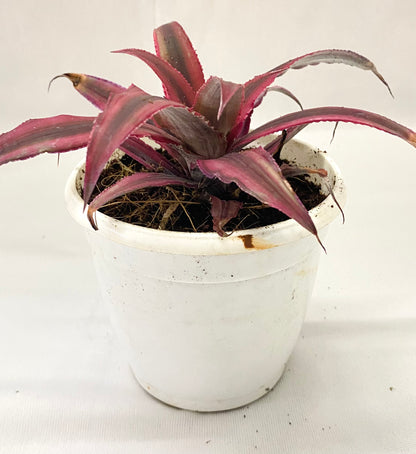 Cryptanthus bivittatus Ruby Red