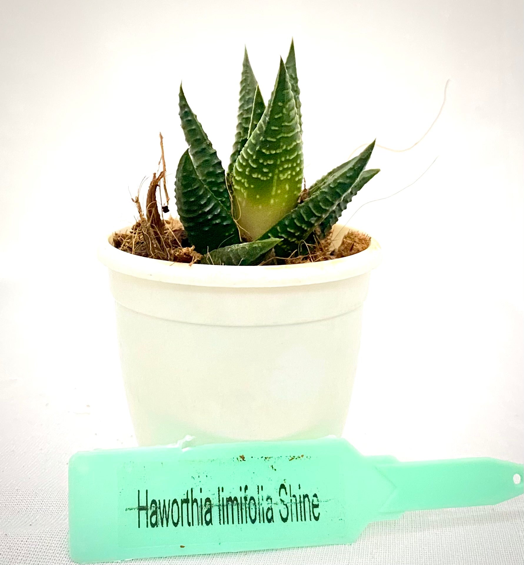 Haworthia Limifolia Shine