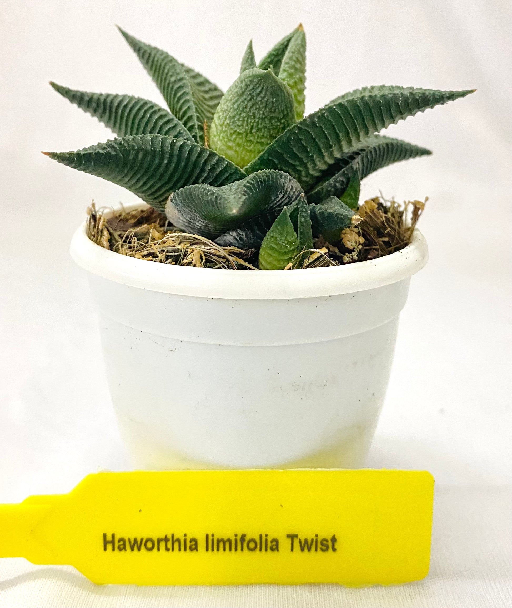 Haworthia limifolia Twist