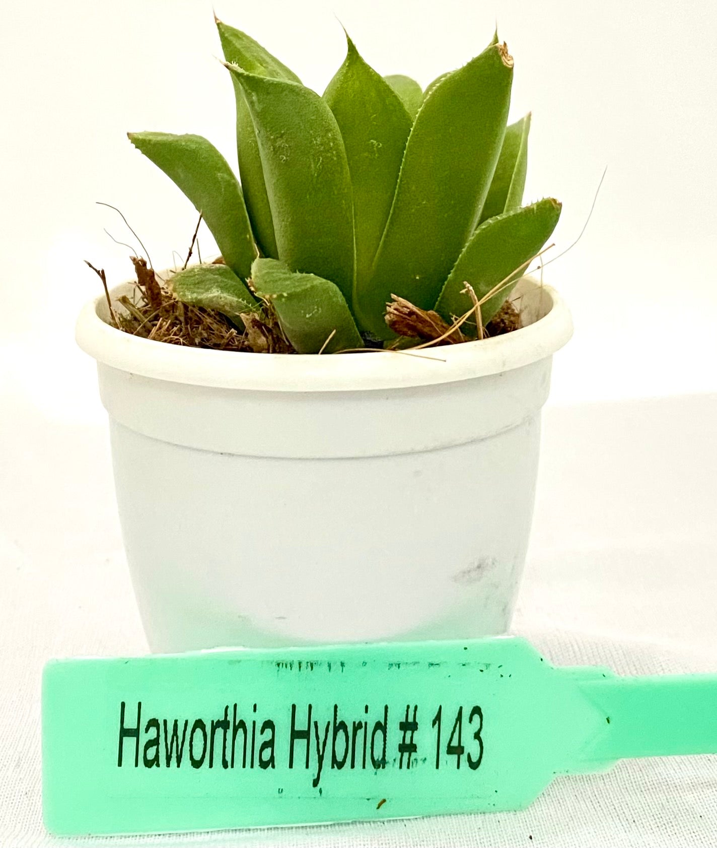 Haworthia Hybrid 143