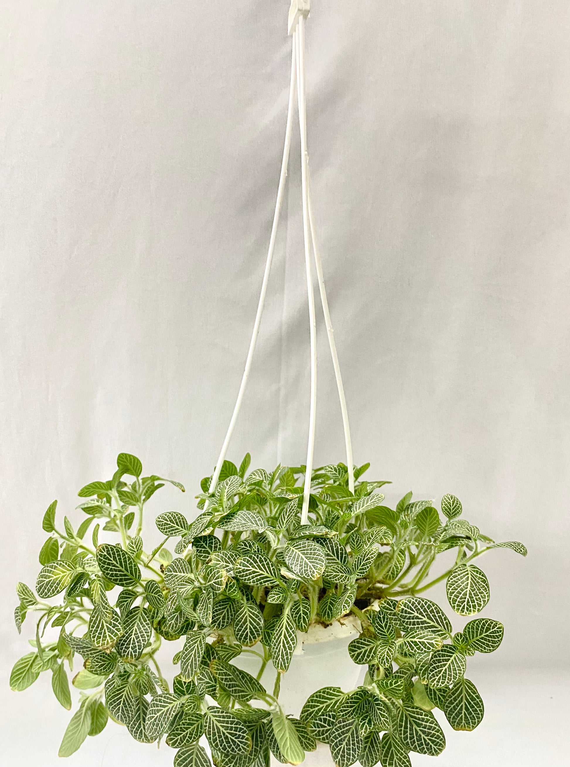 nerve plant hanging Hanging