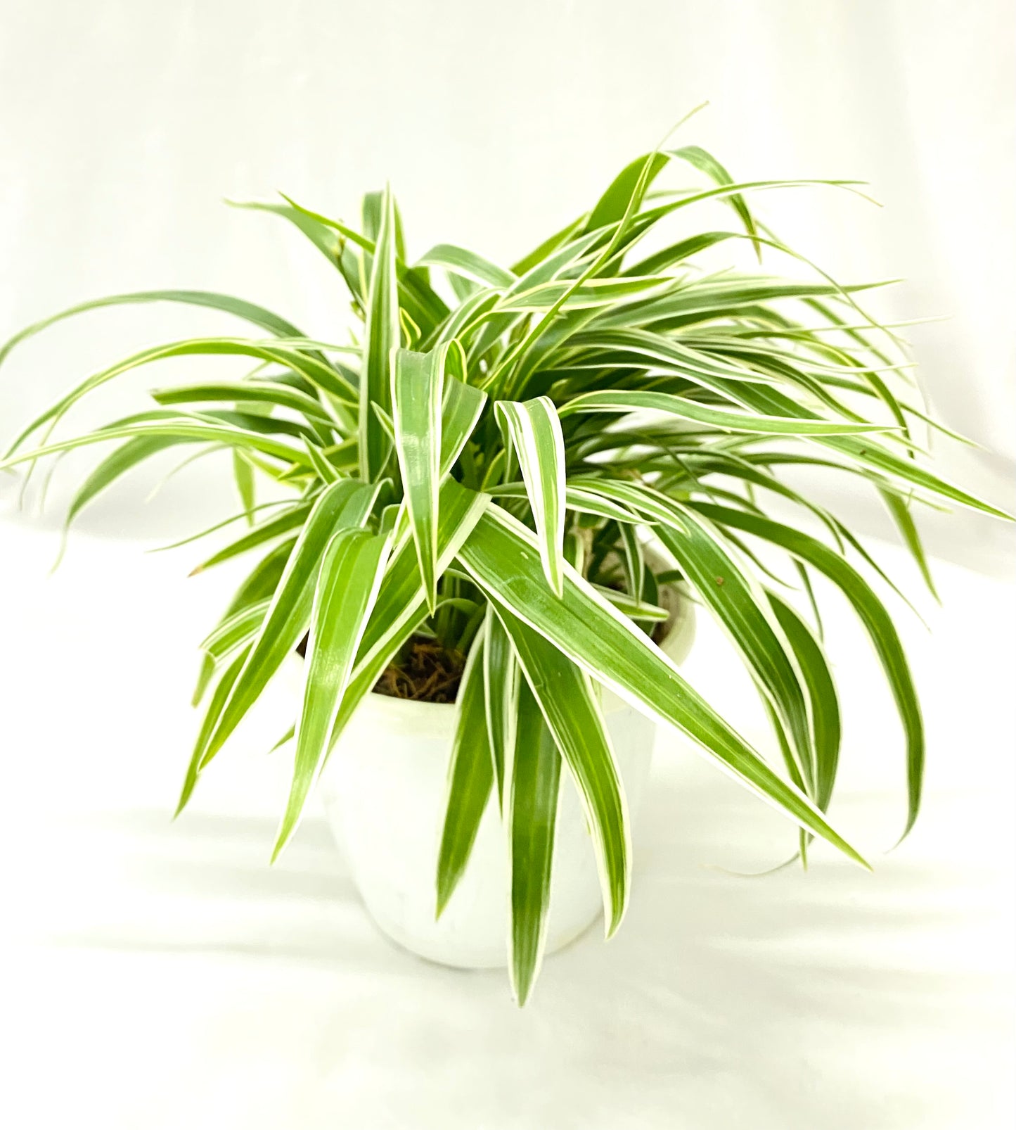 Chlorophytum Laxum (Spider plant)