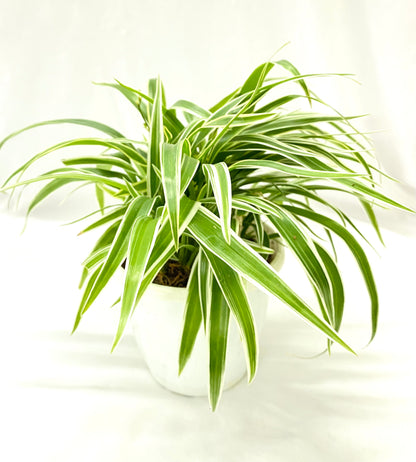 Chlorophytum Laxum (Spider plant)