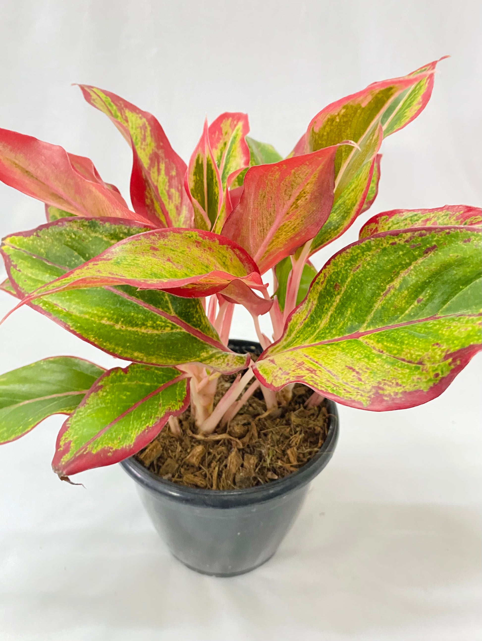aglaonema lipstick plant benefits Aglaonema Lipstick (Multi Shoot) – Dream Green