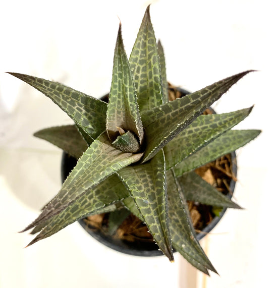 Haworthia Venosa