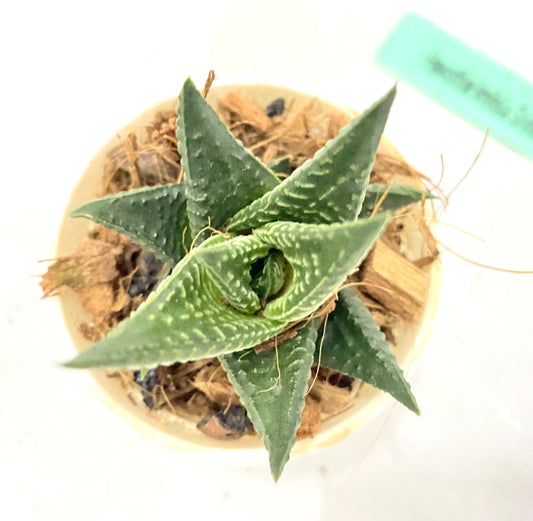 Haworthia Limifolia Shine