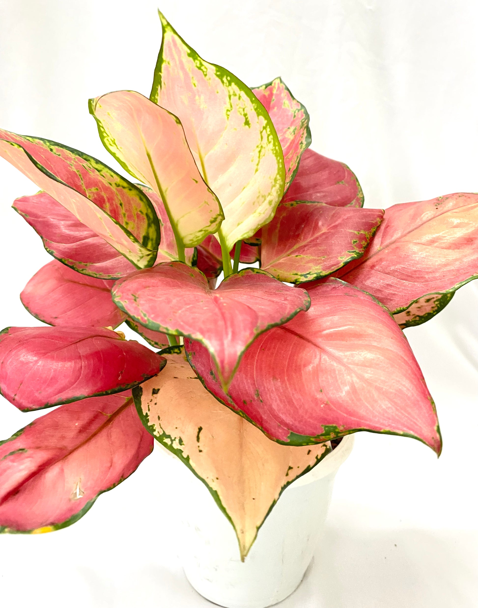 aglaonema pink jade Aglaonema Anjamanee Pink (Multi Shoot) – Dream Green