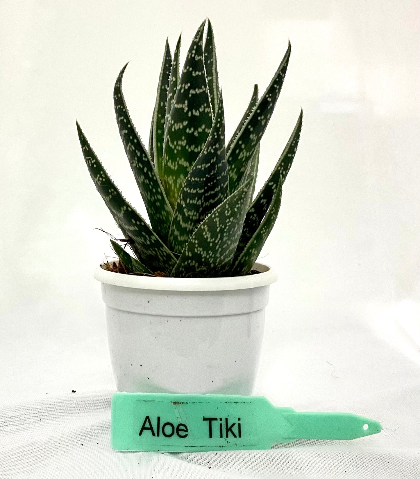 Aloe Tiki