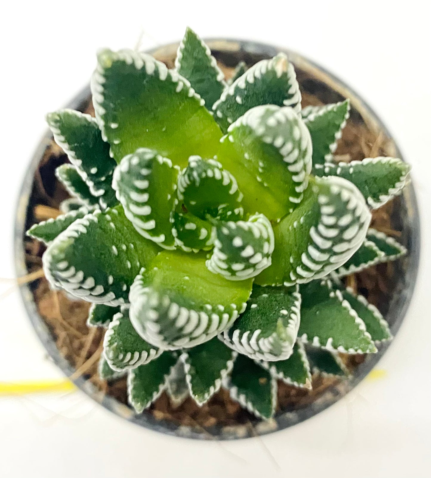 Haworthia coarctata 'Tropica'