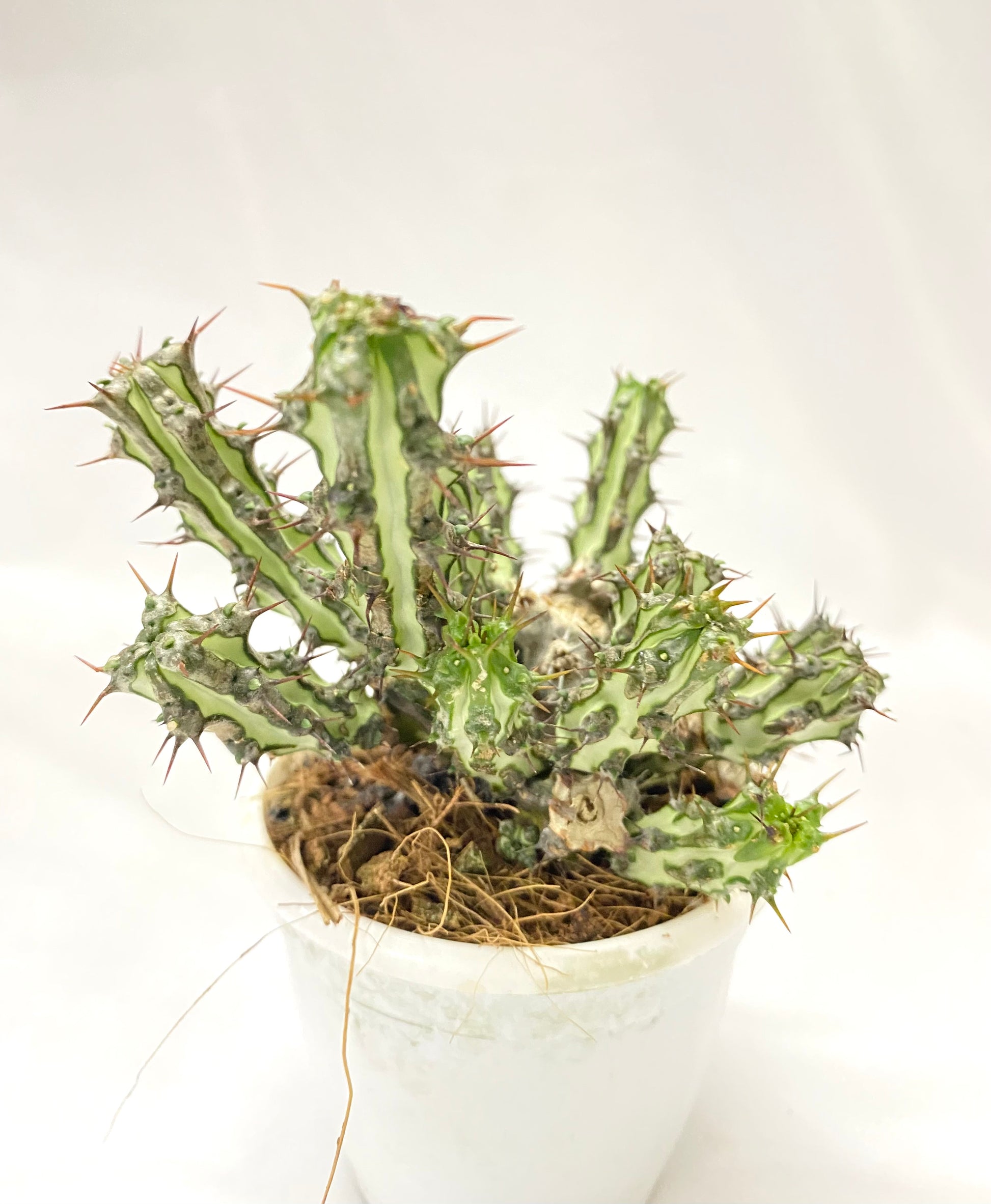 Euphorbia Spp Nova