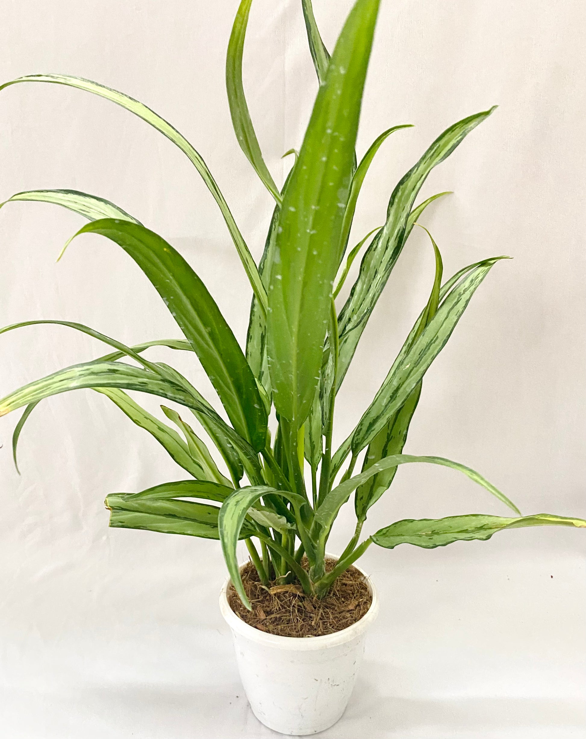 white stem cutlass aglaonema Aglaonema (Commutatum) Cutlass – Dream Green