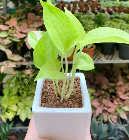 money plant in dream Money Plant in White Square Planter – Dream Green