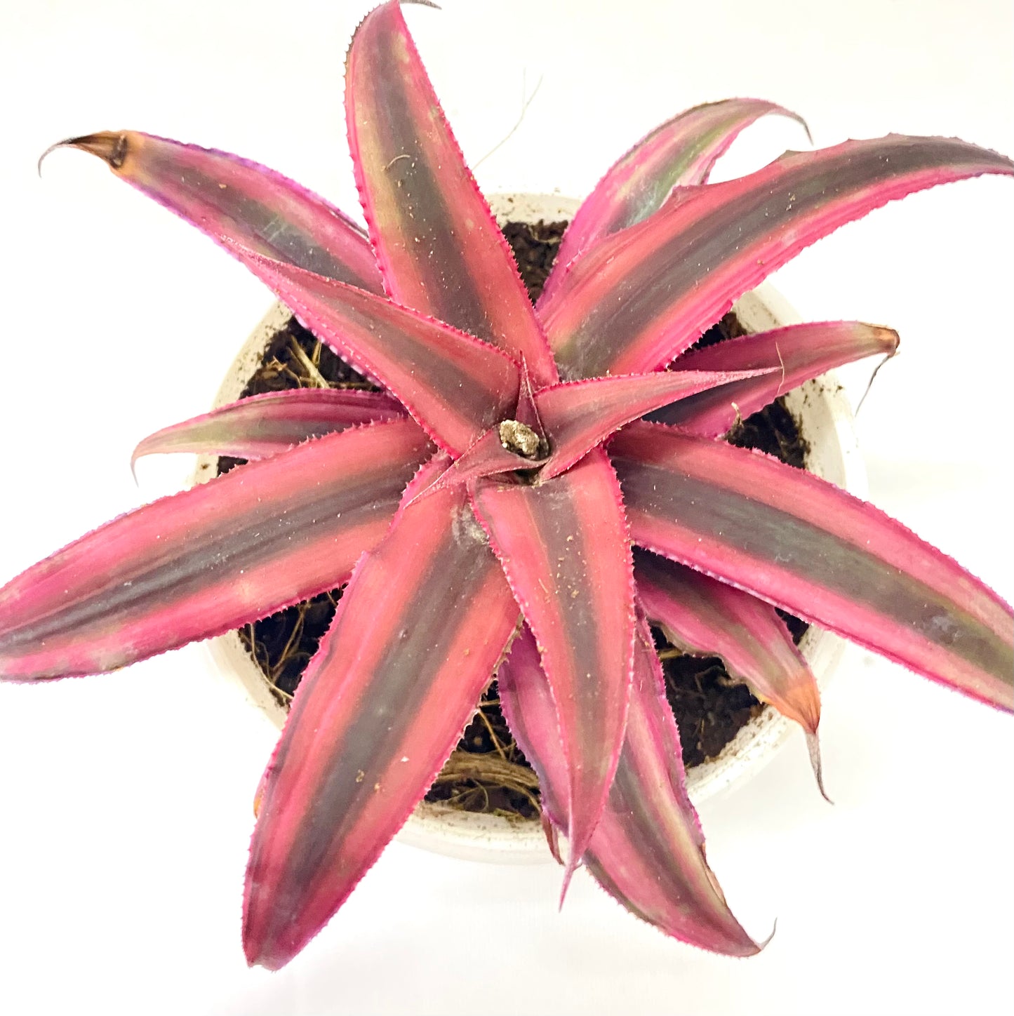 Cryptanthus bivittatus Ruby Red