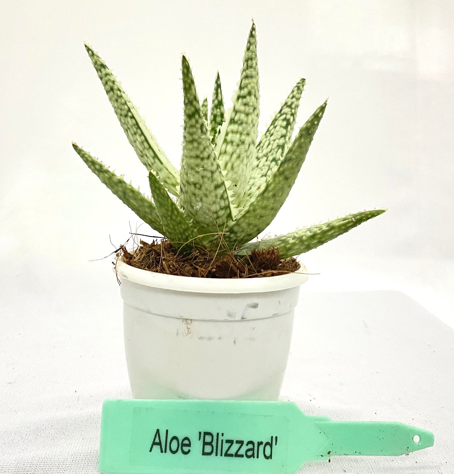 Aloe Blizzard
