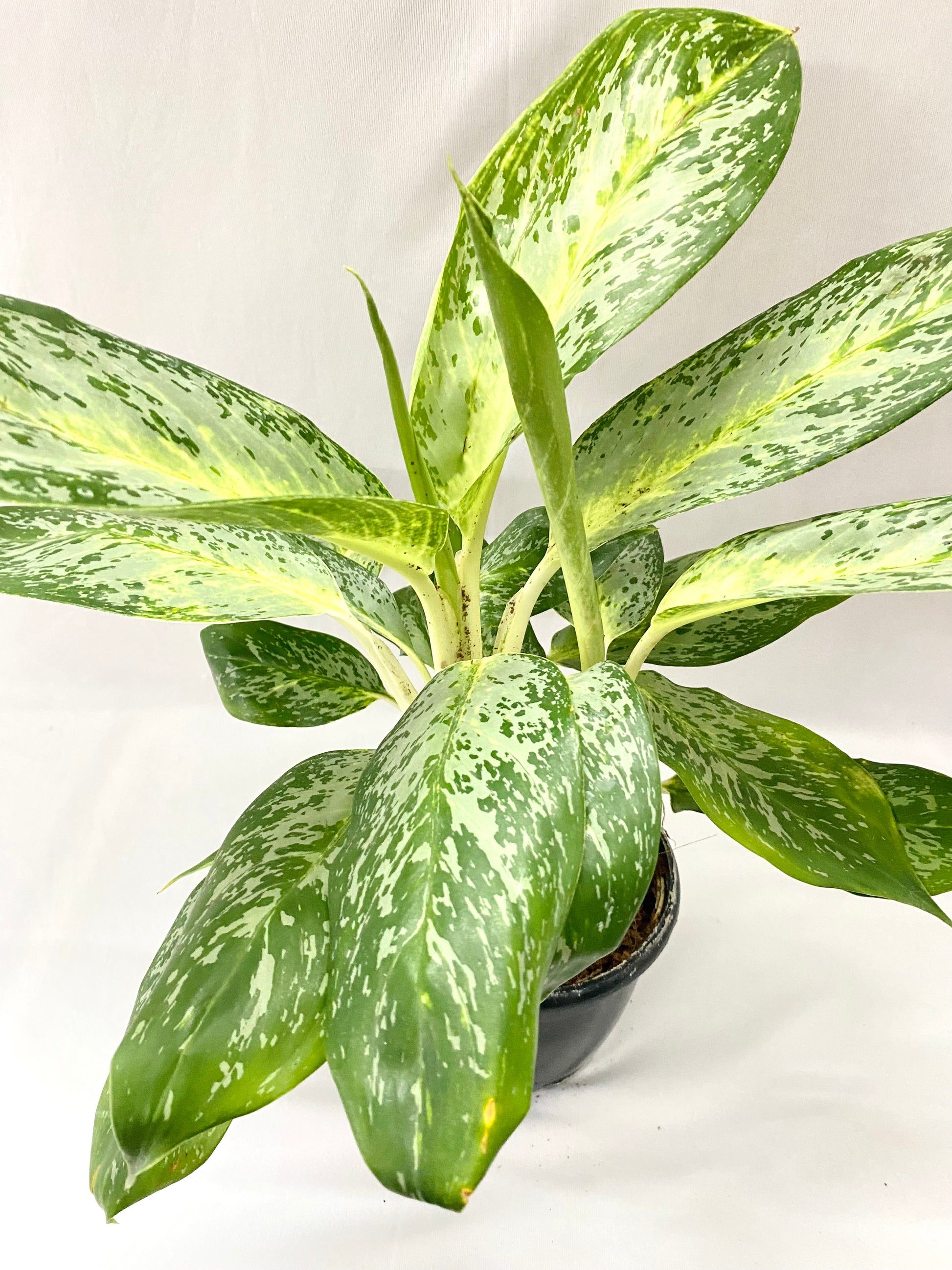 aglaonema commutatum benefits Aglaonema (Commutatum) Pearl – Dream Green