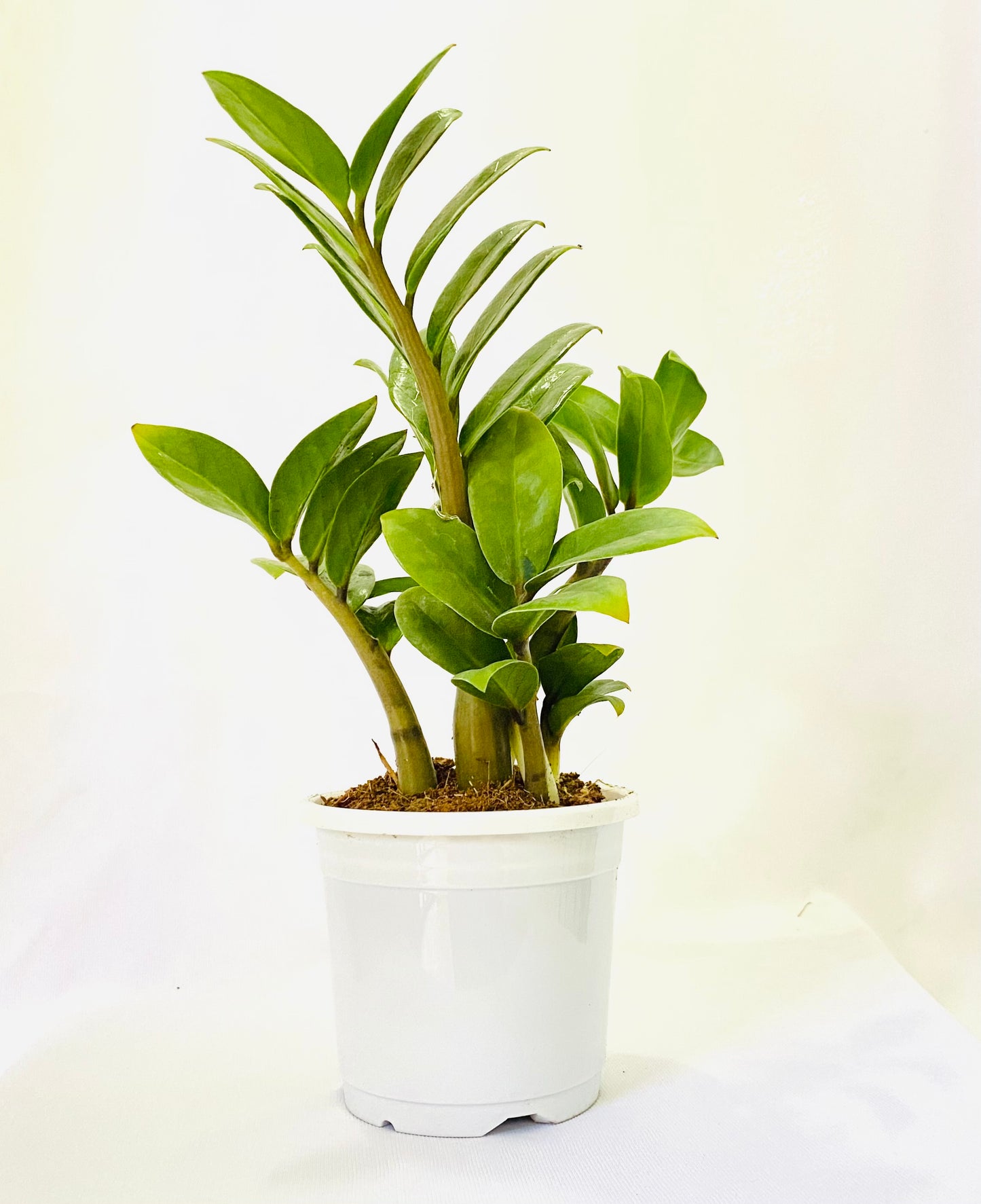 is zamia and zz plant the same zamia-zz-plant – Dream Green