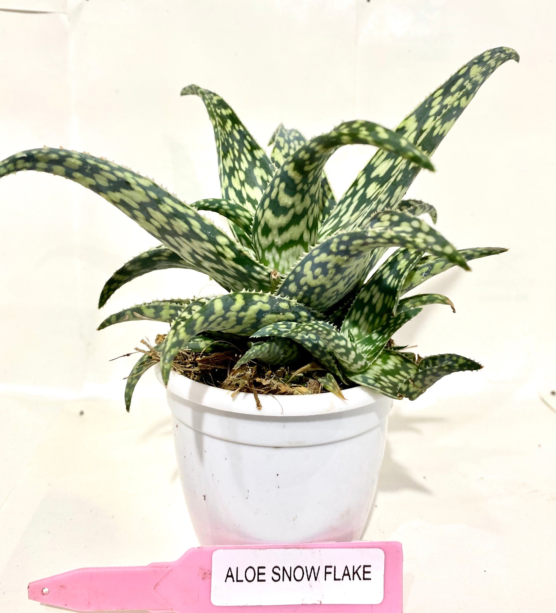 Aloe Snowflake