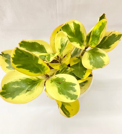 Peperomia Jellie Gold