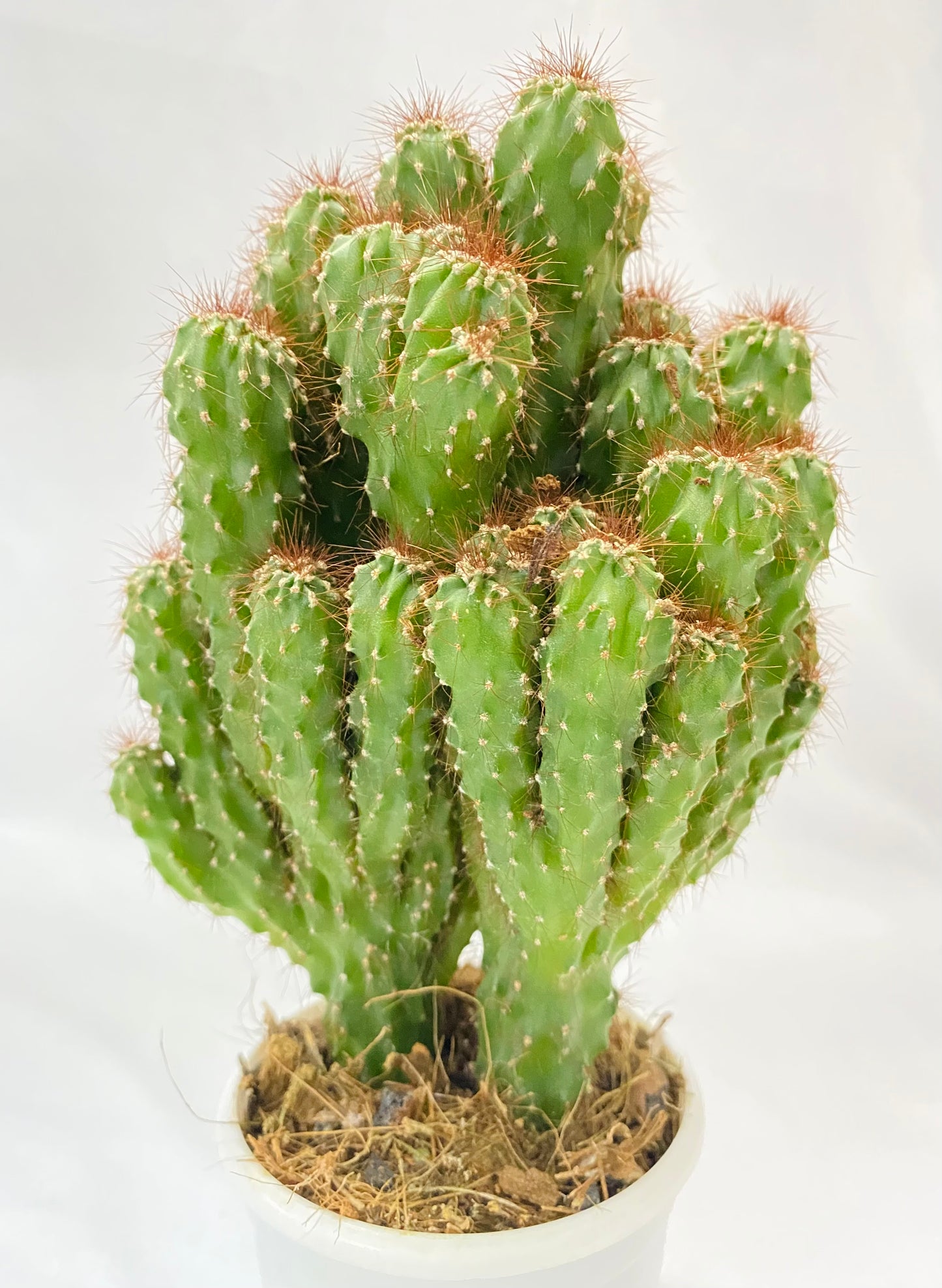 Cacti Cereus Montrose