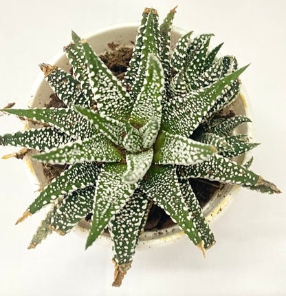 Haworthia Attenuata Snowy