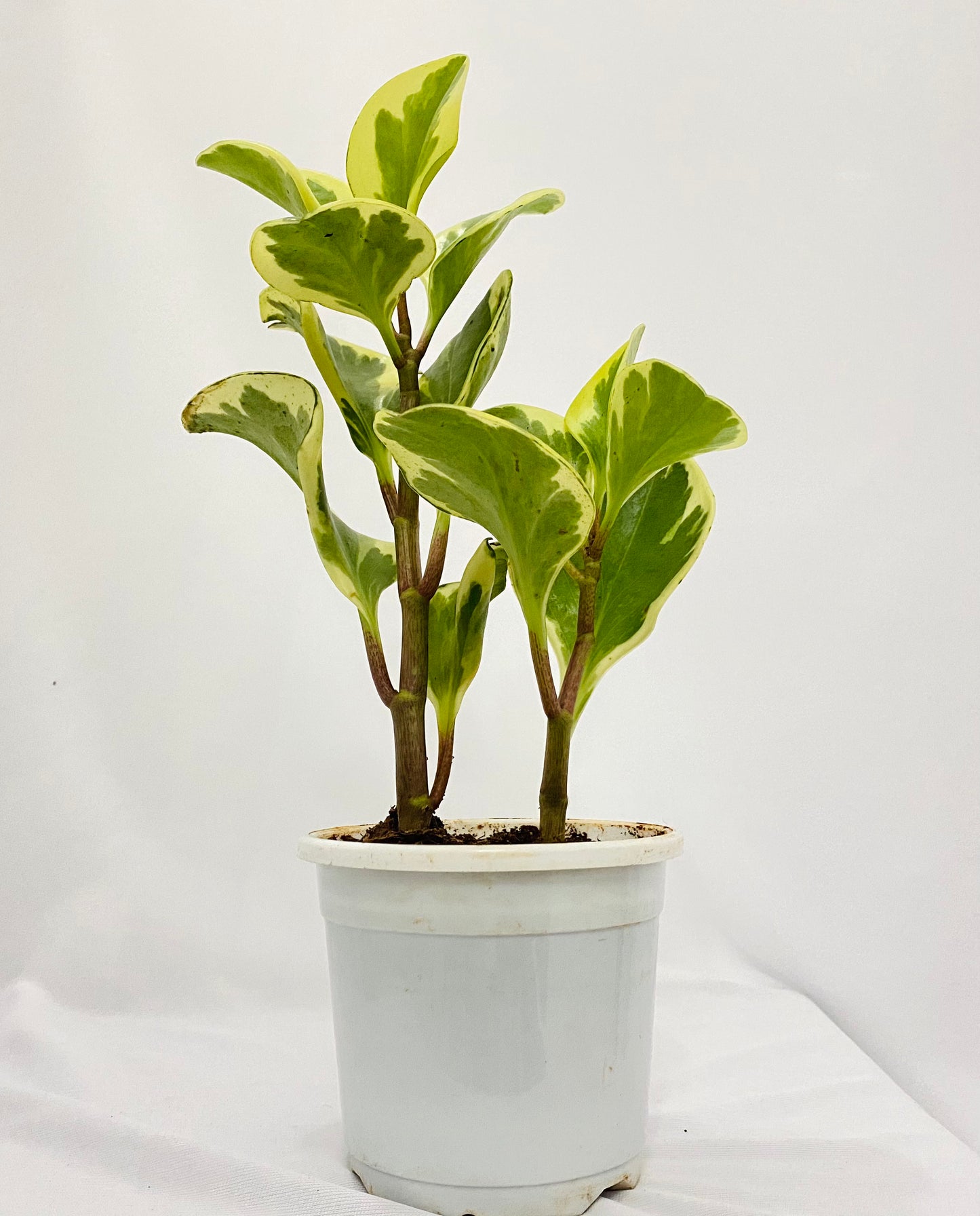Peperomia Variagated (Single Plant)