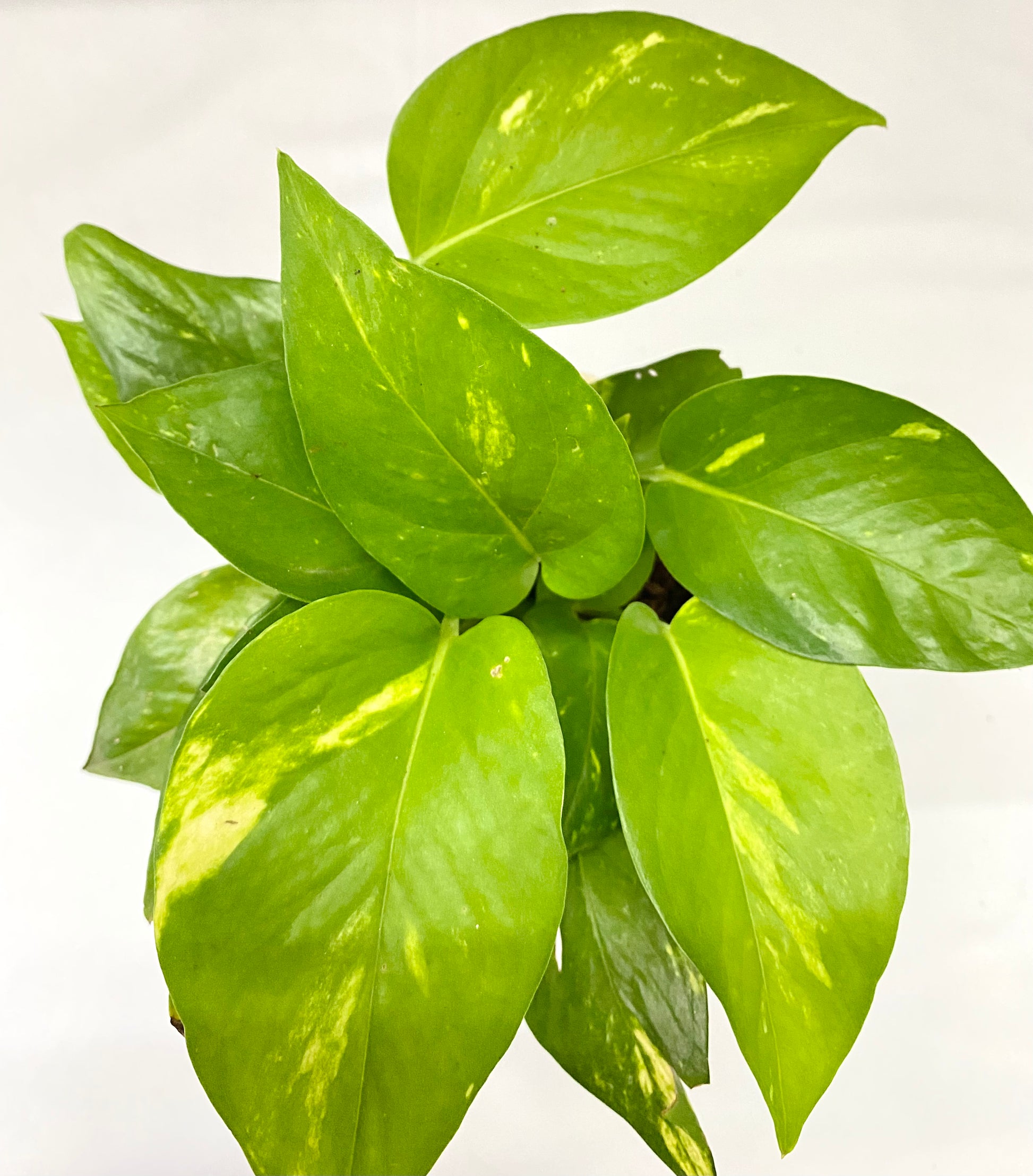 money plant in dream green-money-plant – Dream Green