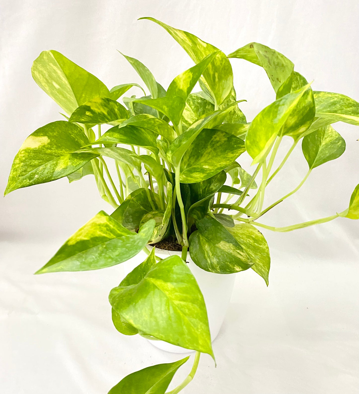 Green Money Plant in Self Watering Pot
