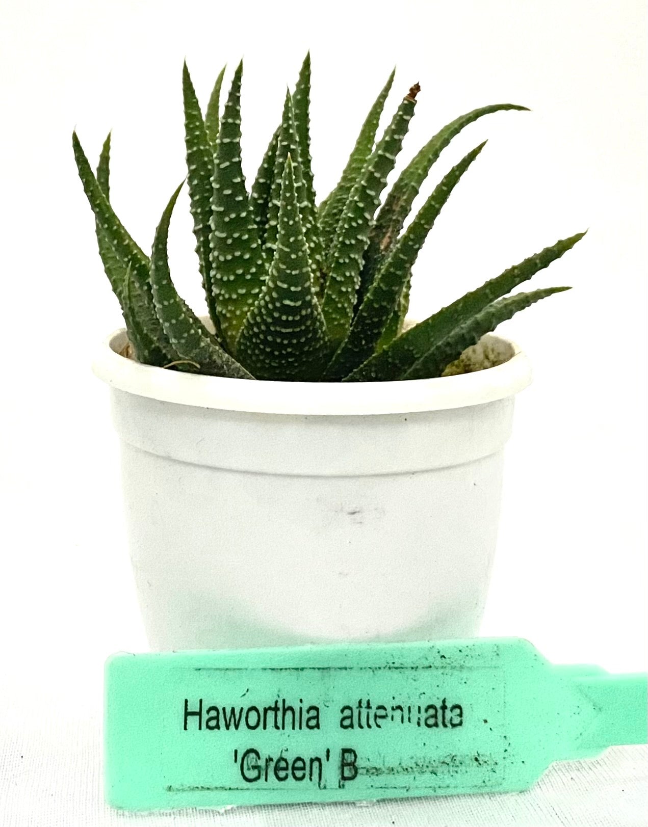 Haworthia Attenuata Green B