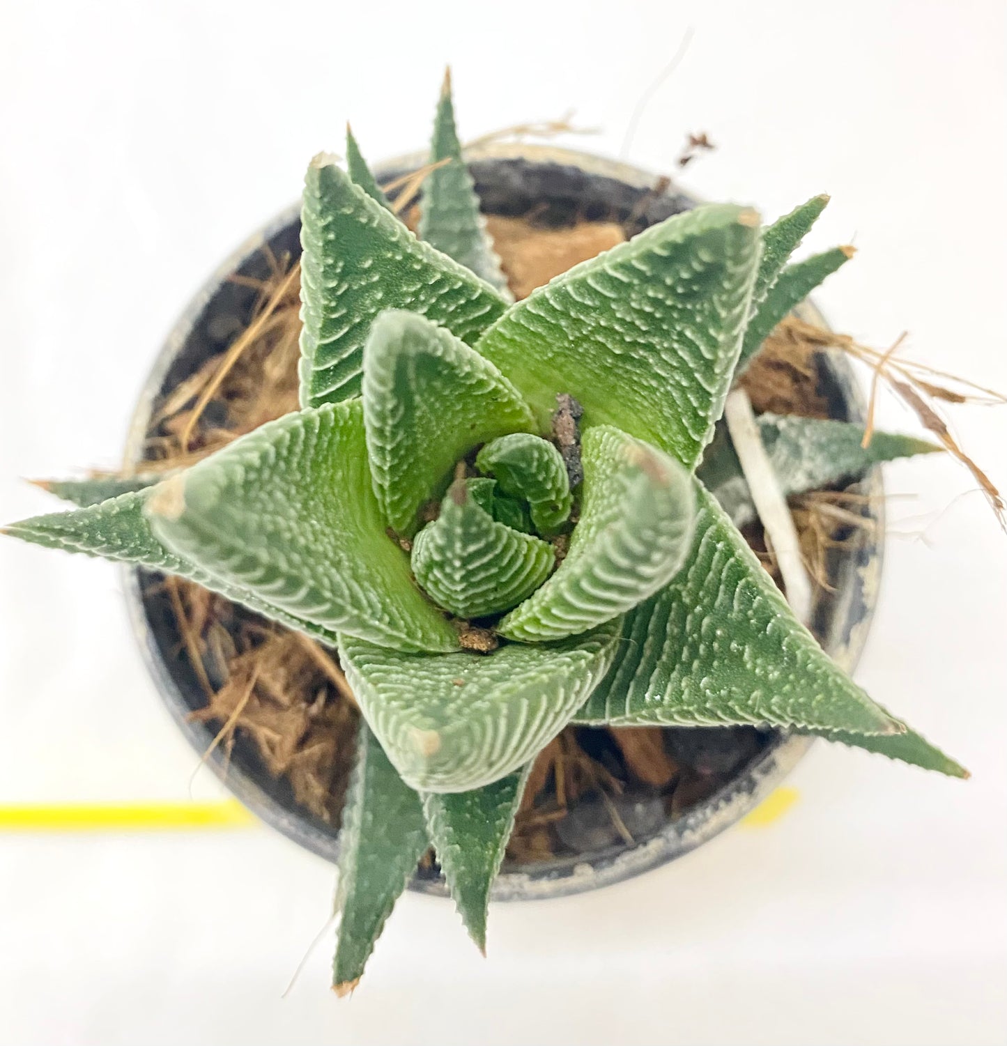 Haworthia limifolia B