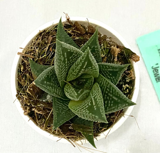 Haworthia Limifolia Jewel