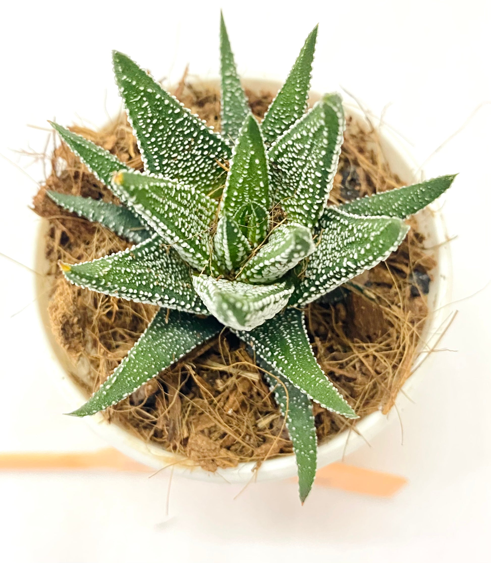 pointy succulent with white spots Haworthia margaritifera 'Pearl Plant' (Concolor) – Dream Green