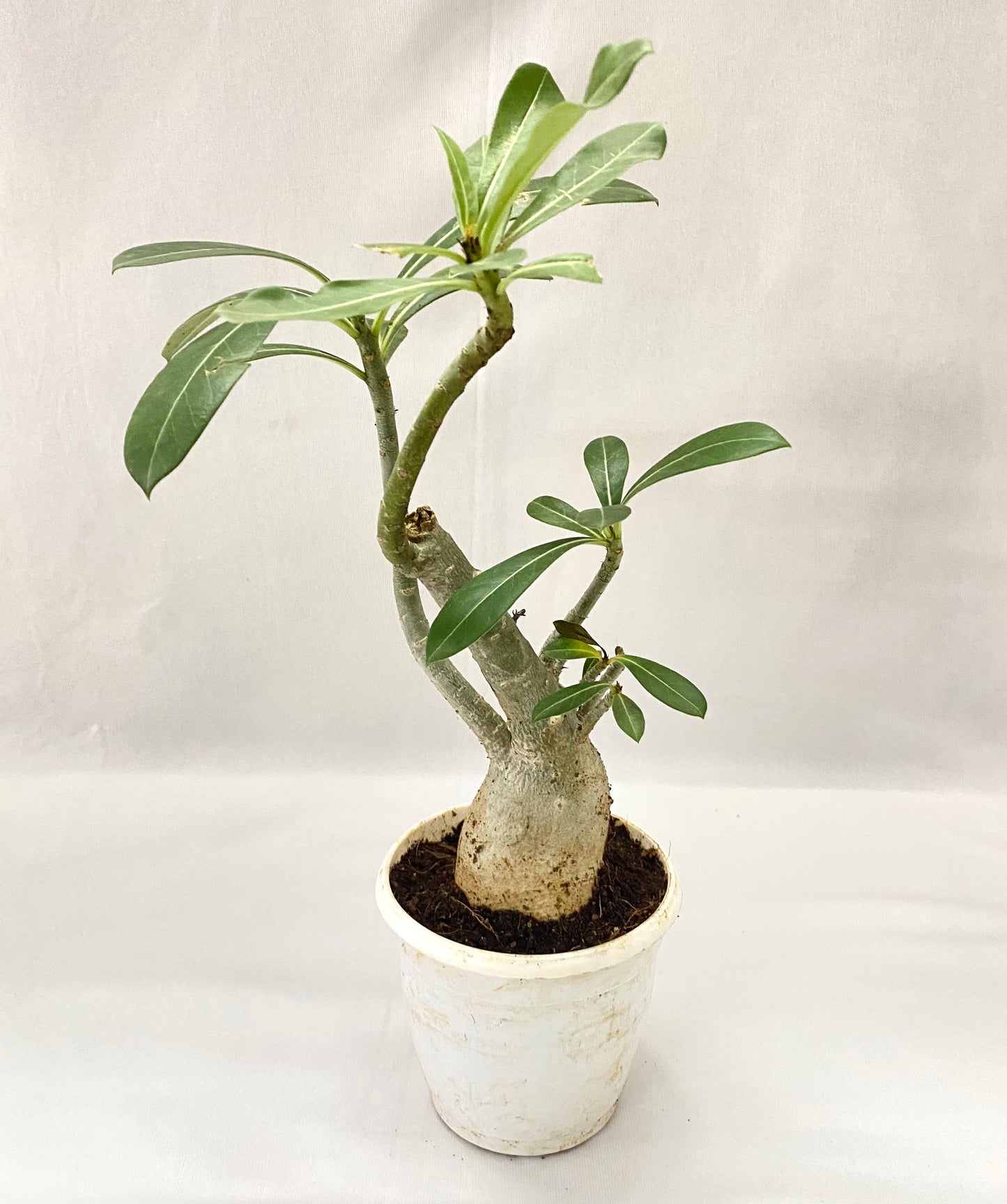 adenium-desert-rose-bonsai – Dream Green