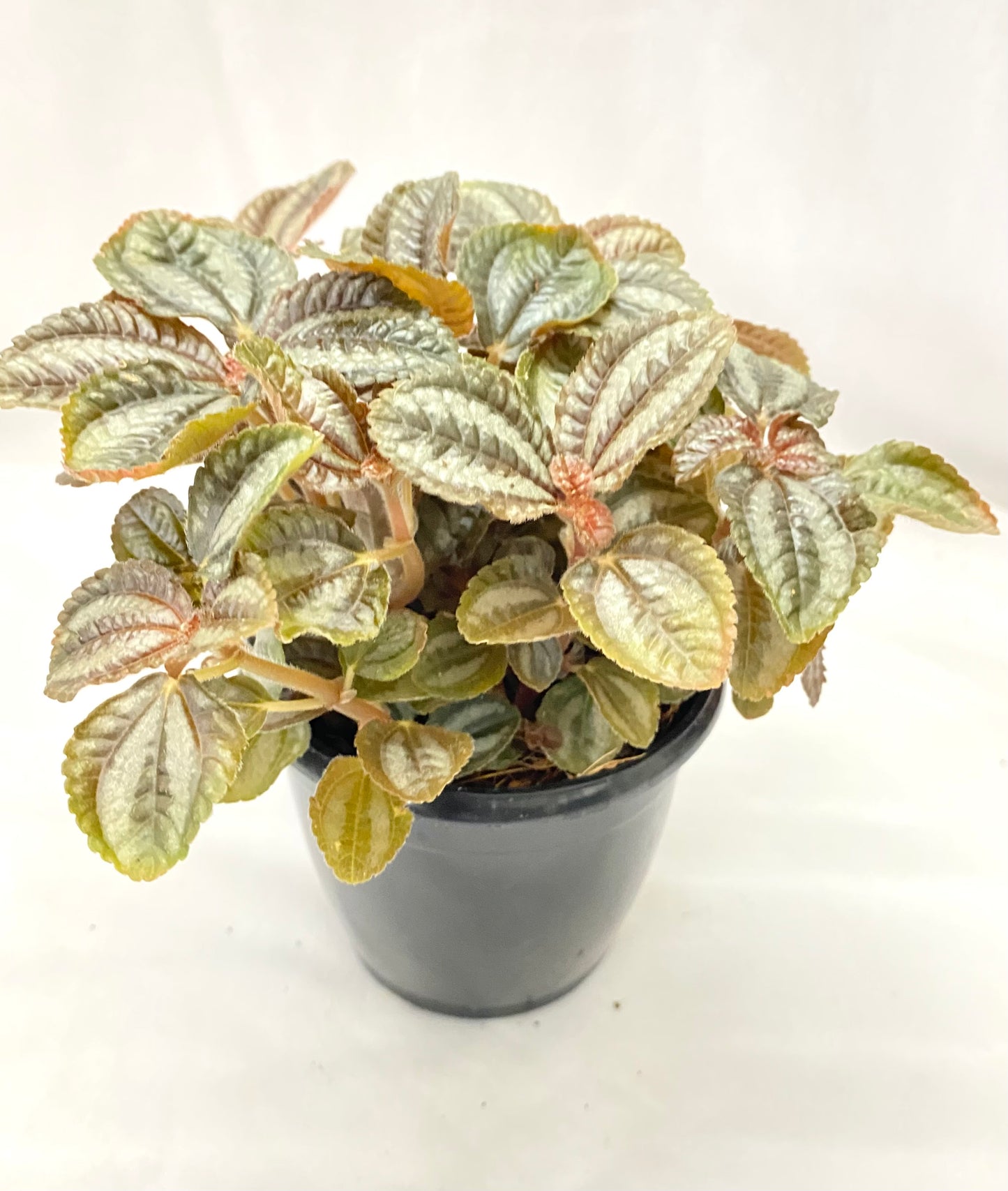 Pilea Variagated